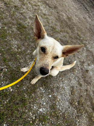 Adoption Jump