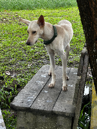 Adoption Jump