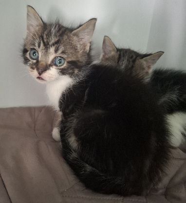 Adopter Bugg