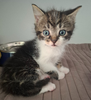 Adopter Bugg