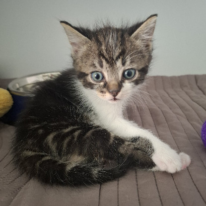 Adopter Bugg