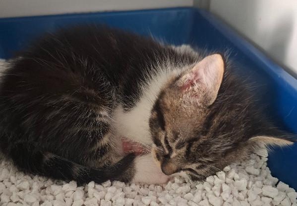 Adoption Bugg