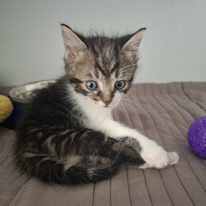 Adoption Bugg