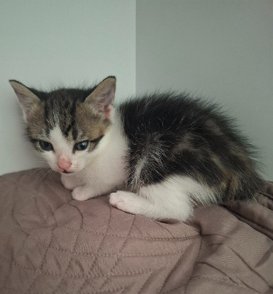 Adopter Buzz