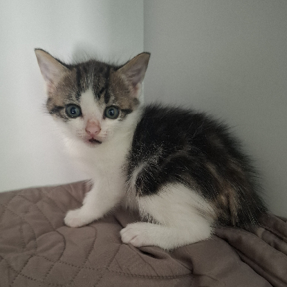 Adopter Buzz