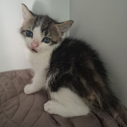 Adopter Buzz