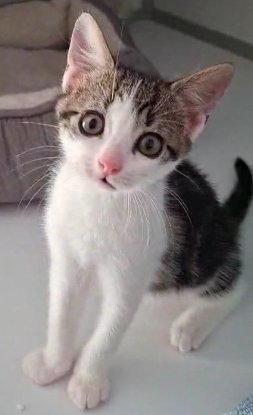 Adoption Buzz