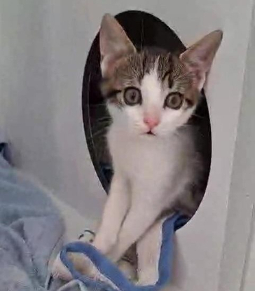 Adopter Buzz