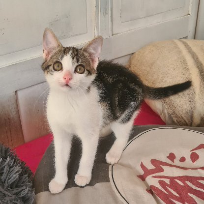 Adoption Buzz