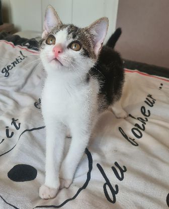 Adopter Buzz