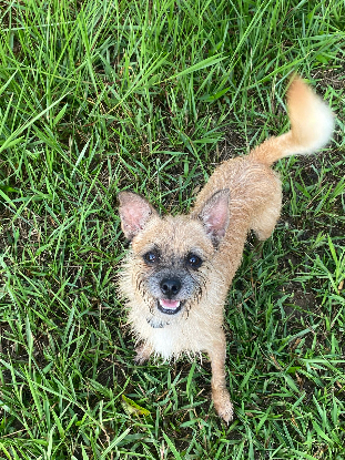 Adopter Edo