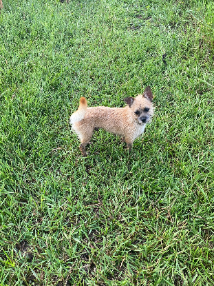 Adopter Edo