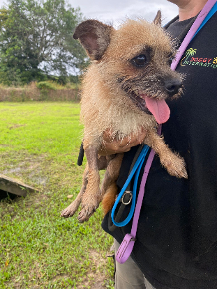 Adopter Edo