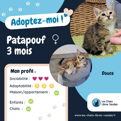 Adopter Patapouf