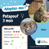 Patapouf