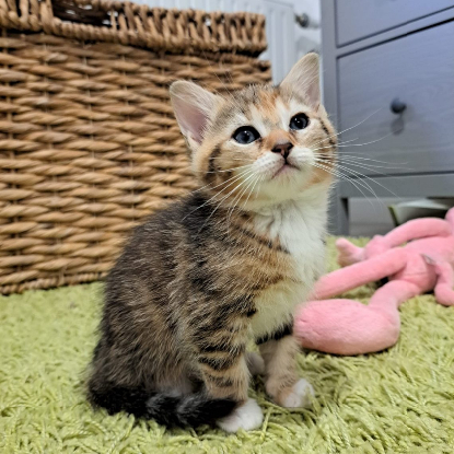 Adopter Patapouf