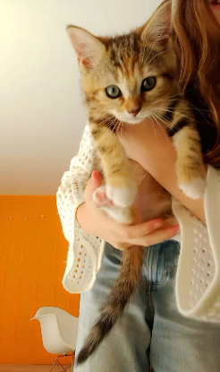 Adopter Patapouf