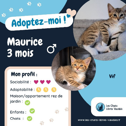 Adopter Maurice