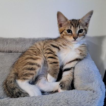 Adopter Maurice