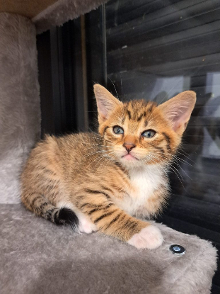 Adopter Maurice