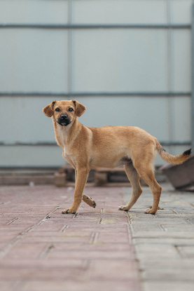 Adopter Melba