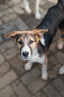 Adopter  chien : Haribo