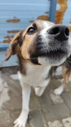 Adoption Haribo