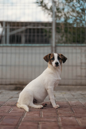 Adopter Mailis