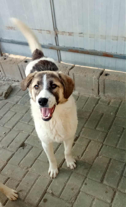 Adoption Haïka