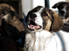 Adopter  chien : Haïka