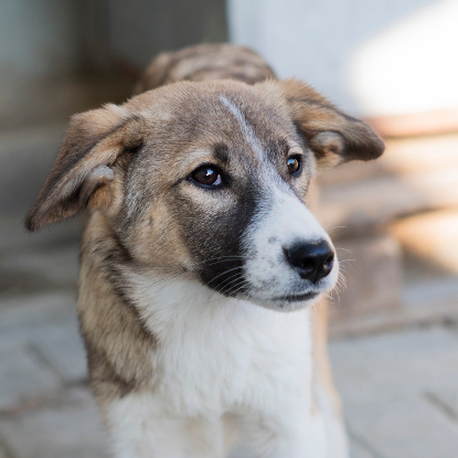 Adopter Hizia