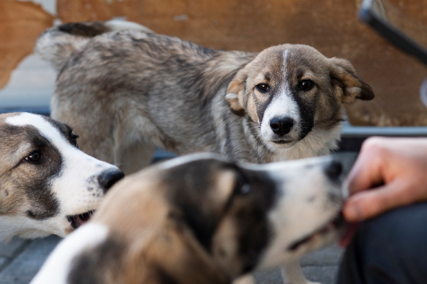 Adoption Hizia