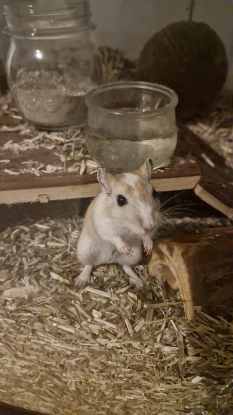 Adopter Ben nuts et jerry