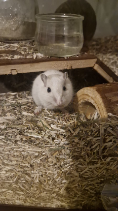Adoption Ben nuts et jerry