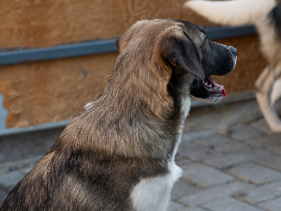 Adopter Hipo
