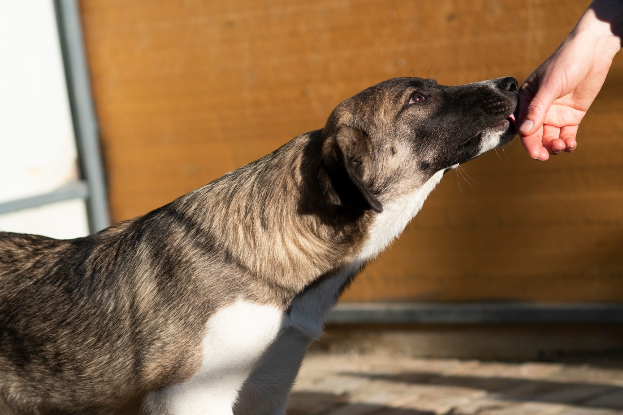Adopter Hipo