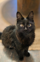 Adopter  chat : Archibald
