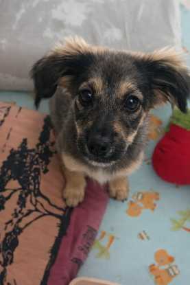 Adopter Riva