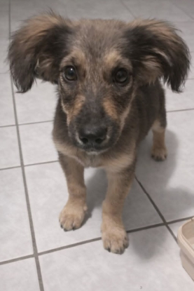 Adopter Riva