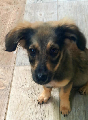 Adopter Riva