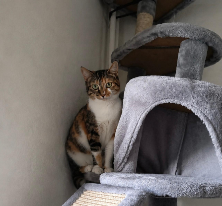 Adopter Jaya