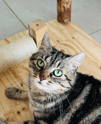 Adopter Bryony