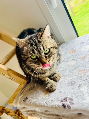 Adopter Bryony