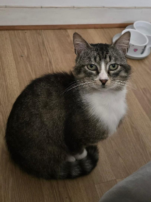 Adopter Lago