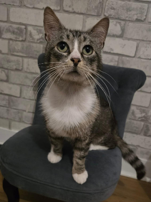 Adopter Lago