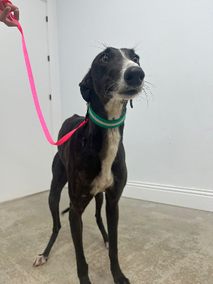 Adopter Carolina