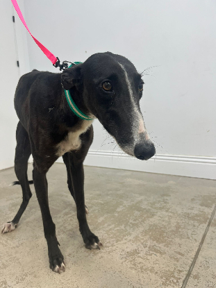 Adopter Carolina