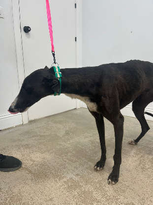 Adopter Carolina
