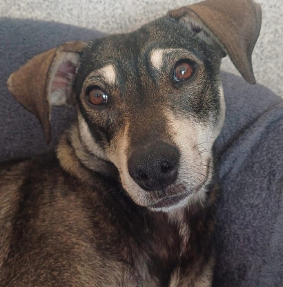 Adopter Zeus
