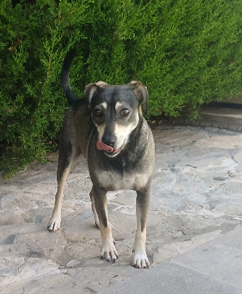 Adoption Zeus